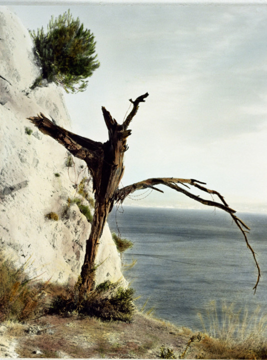 <p>Baum (L’Estaque, Marseille), 2005 hand-colored b/w silver gelatin print 48 × 37,5 cm, edition 2 + 1 AP</p>