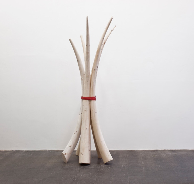 Elfenbeinstrauss, 2016