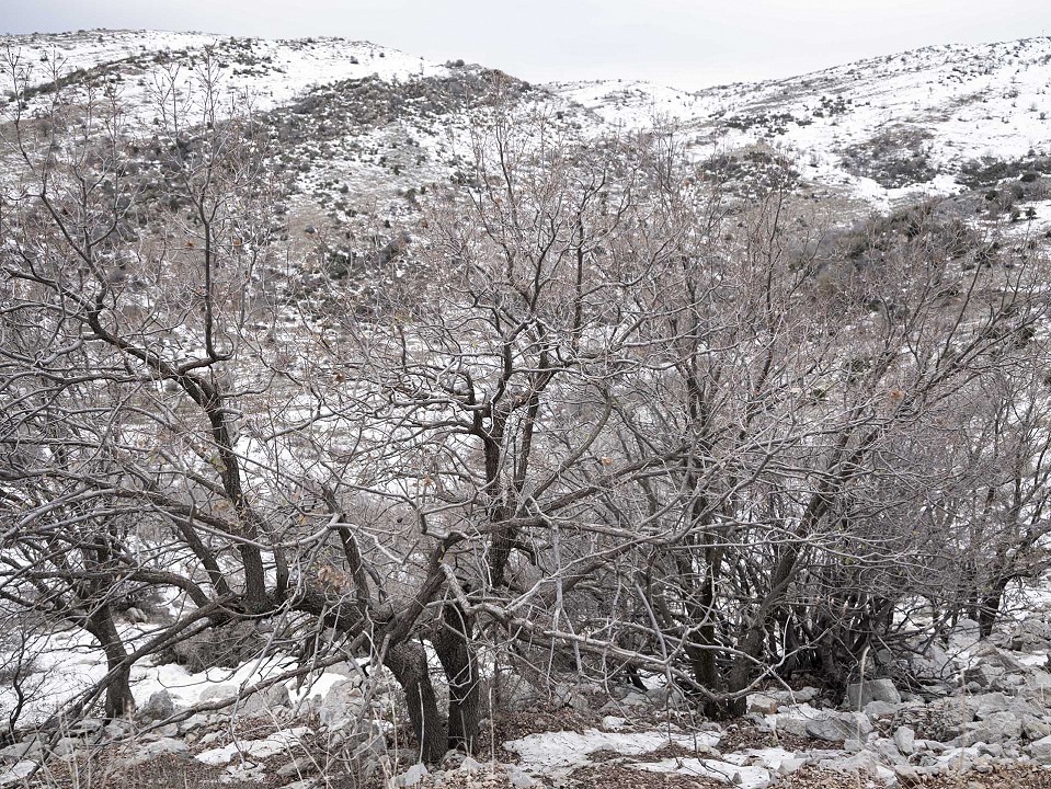Golan Heights # 6368, 2020