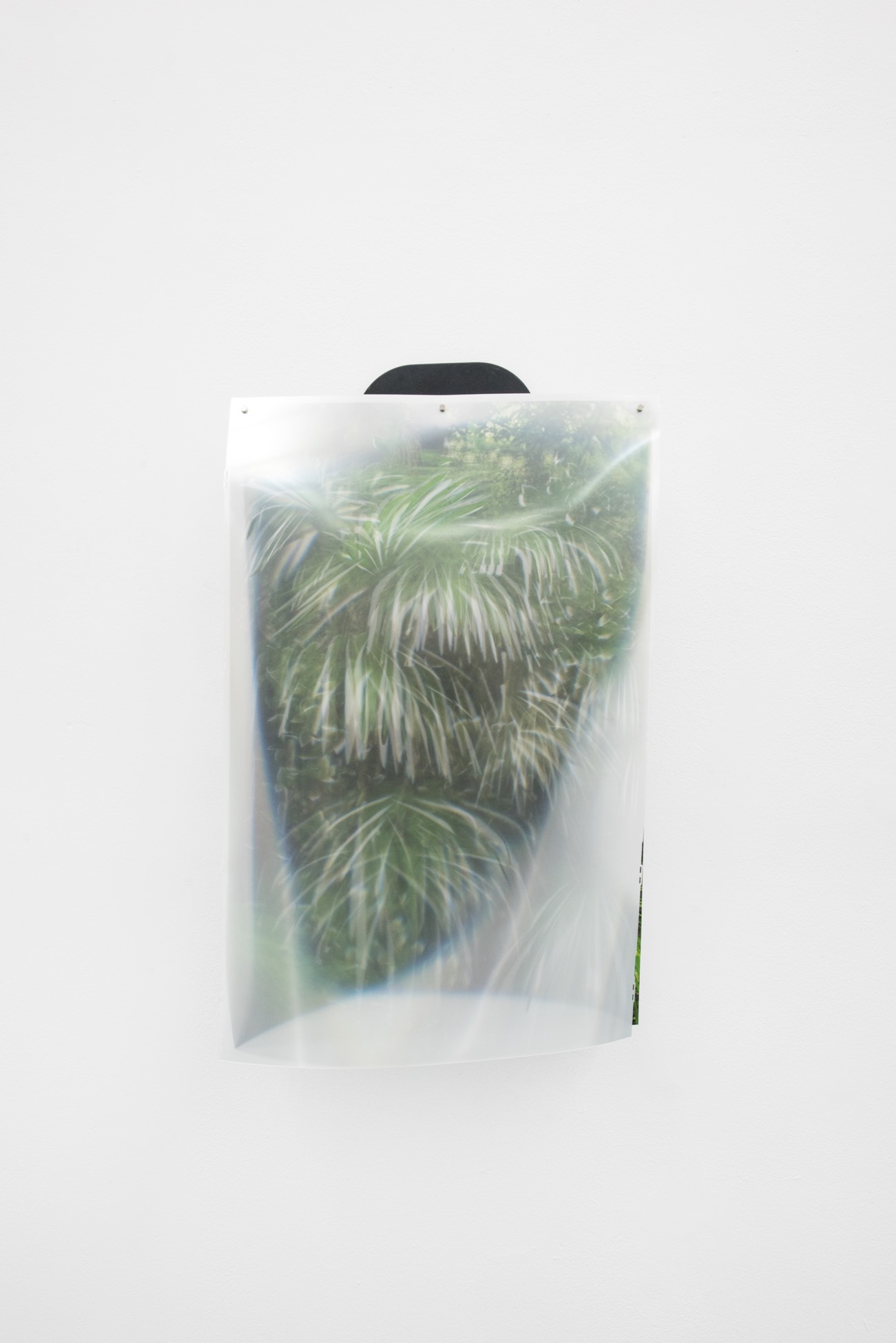 plants #1, 2016