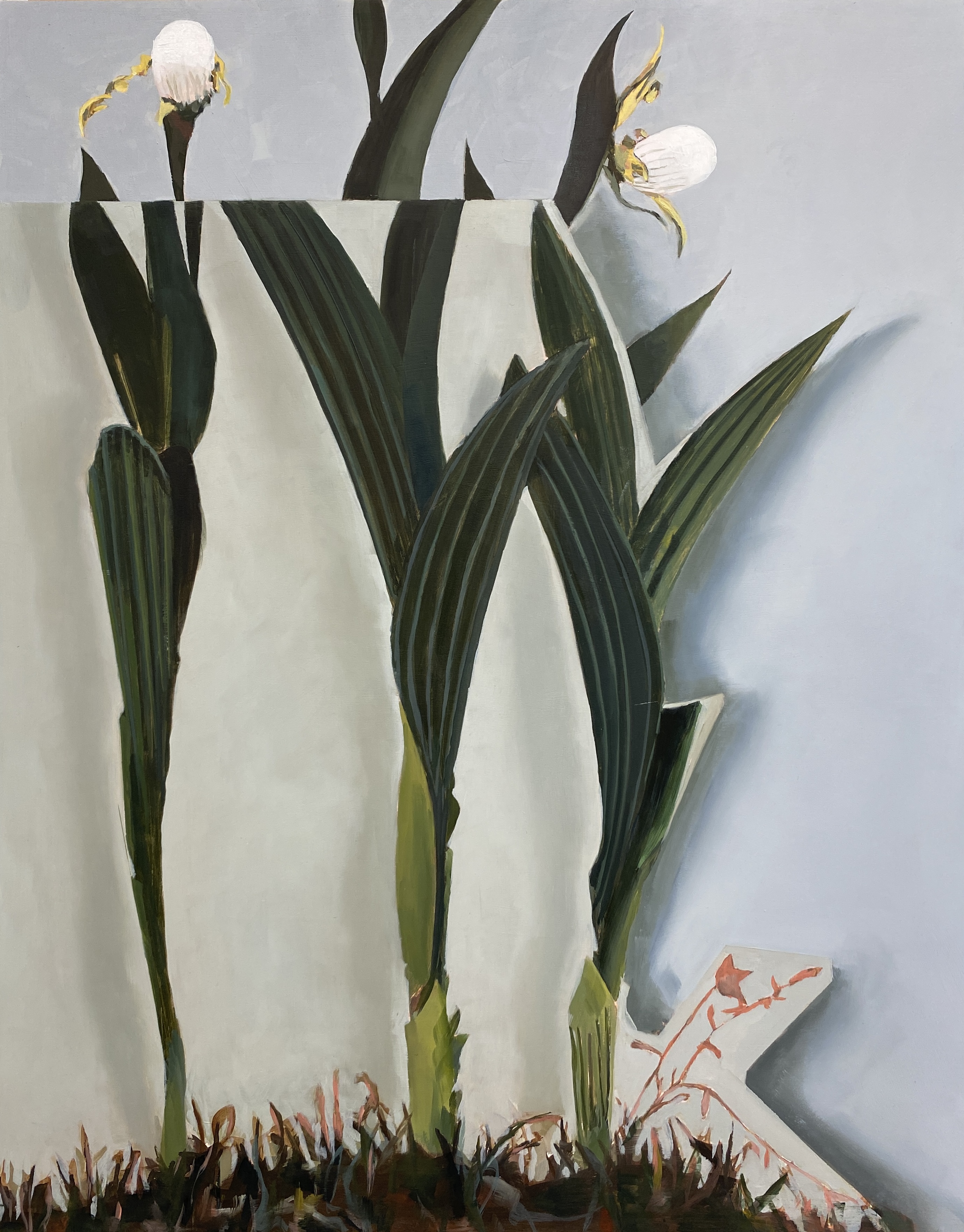 White Lady's Slipper, 2024