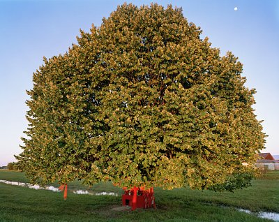 Gauchito Gil Shrine / Linden Tree, 2005
