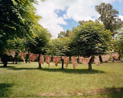 Sheep Rennets, 2006