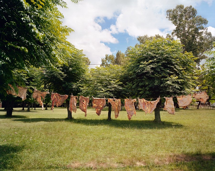 Sheep Rennets, 2006