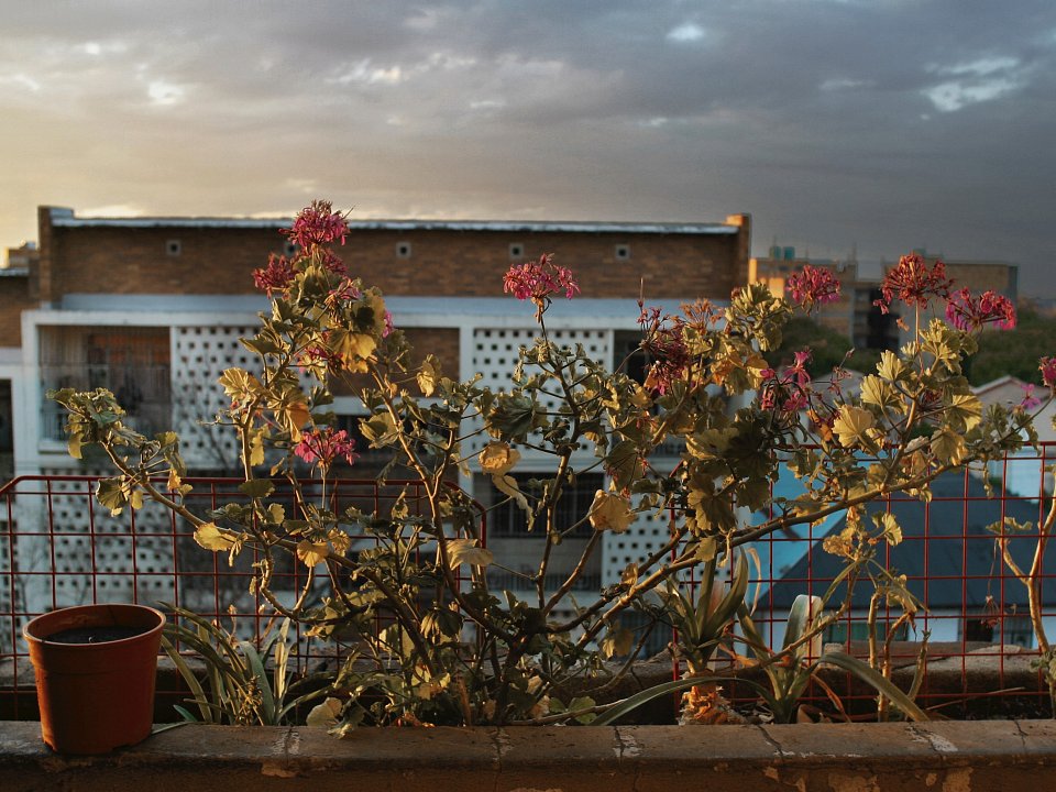 Oupa's geraniums, Yeoville