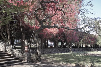 Botanical Gardens, Maputo, Mozambique, 2007