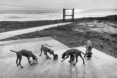 Weimeraner puppies in training for demining operations Ambriz, Angola, 2000