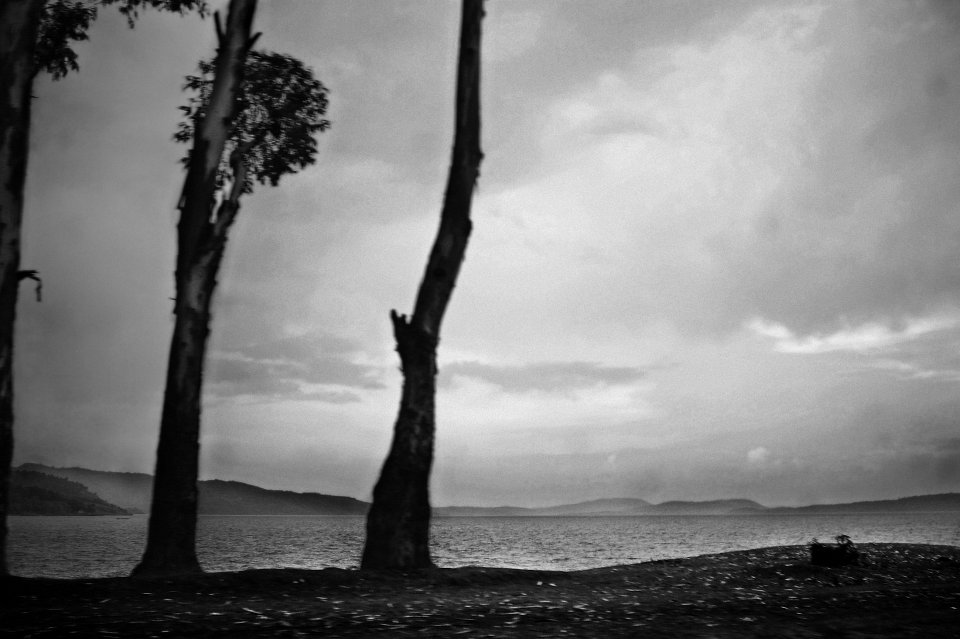 Trees lining the edge of Lake Kivu, Democratic Republic of Congo, 2003