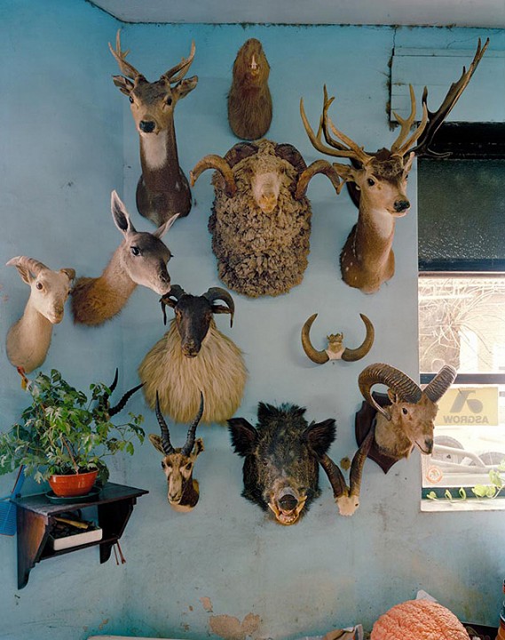 Vet Clinic, 2006