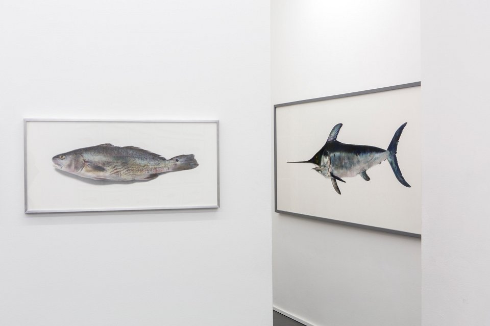 <p><em>Pour la Soupe – Fische & Cephalopoden</em>, installation view, Kuckei + Kuckei, 2014</p>