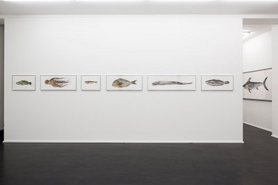 Pour la Soupe – Fische & Cephalopoden, installation view, Kuckei + Kuckei, 2014