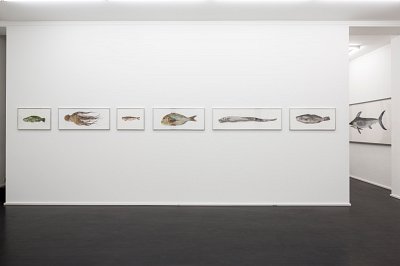 Pour la Soupe – Fische & Cephalopoden, installation view, Kuckei + Kuckei, 2014